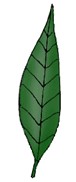 <p>Spear shaped leaf</p>