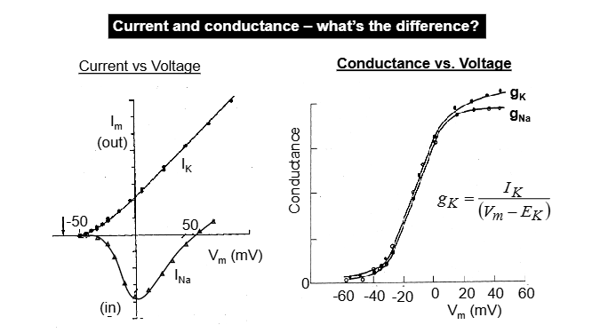 <p>Linked in that one depends on the other: gate + passenger analogy </p><p>Conductance is gates, current is passengers through gates</p><p>Conductance = gates open, passengers can get through (ions)</p><p>Gates closed = no conductance, no passengers getting through (resting membrane) </p><p>Conductance can never be less than 0: all gates closed, cannot have less than 0 gates closed </p><p>Membrane current can occupy + or - values, conductance can only be positive </p><p>No current without conductance, but yes conductance without current- cannot have passengers passing through gates without gates being open, but gates =/= open in response to passengers waiting </p>