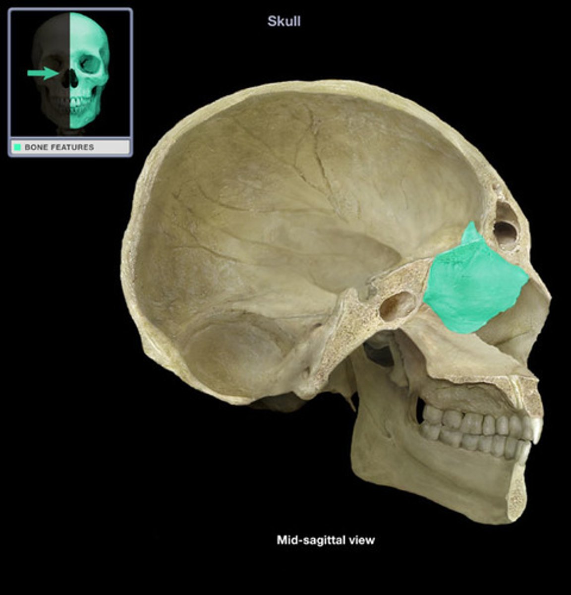 <p>Forms the roof of the nasal cavity, which closes the anterior part of the base of the cranium</p>