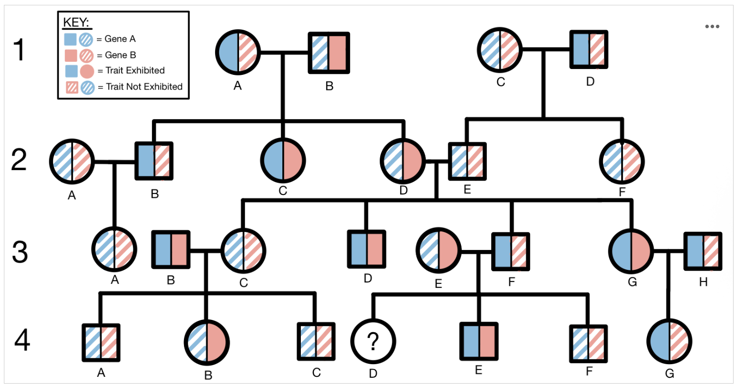 <p><span><span>Questions #1-3 refer to the following pedigree. This pedigree illustrates the inheritance pattern of two unrelated traits, Trait Blue and Trait Red, across four generations of one family. Trait Blue is one phenotype of the protein encoded by Gene A, while Trait Red is one phenotype of the protein encoded by Gene B. In this pedigree, squares represent males and circles represent females. Solid-colored shapes represent an individual who exhibits a trait and dashed lines represent an individual who does not exhibit the trait. Trait Blue is depicted on the left side of each shape while Trait Red is depicted on the right side of each shape.</span></span></p><p><span><span>Assuming that individual 3E has a heterozygous genotype for both genes 1 and 2, what is the likelihood that individual 4D will exhibit both Trait Blue and Trait Red?</span></span></p><p>Option A: 0%</p><p>Option B:12.5%</p><p>Option C: 25%</p><p>Option D: 37.5%</p><p>Option E: 50%</p><p>Option F: 62.5%</p><p>Option G: 75%</p><p>Option H: 87.5%</p><p>Option I:100%</p>