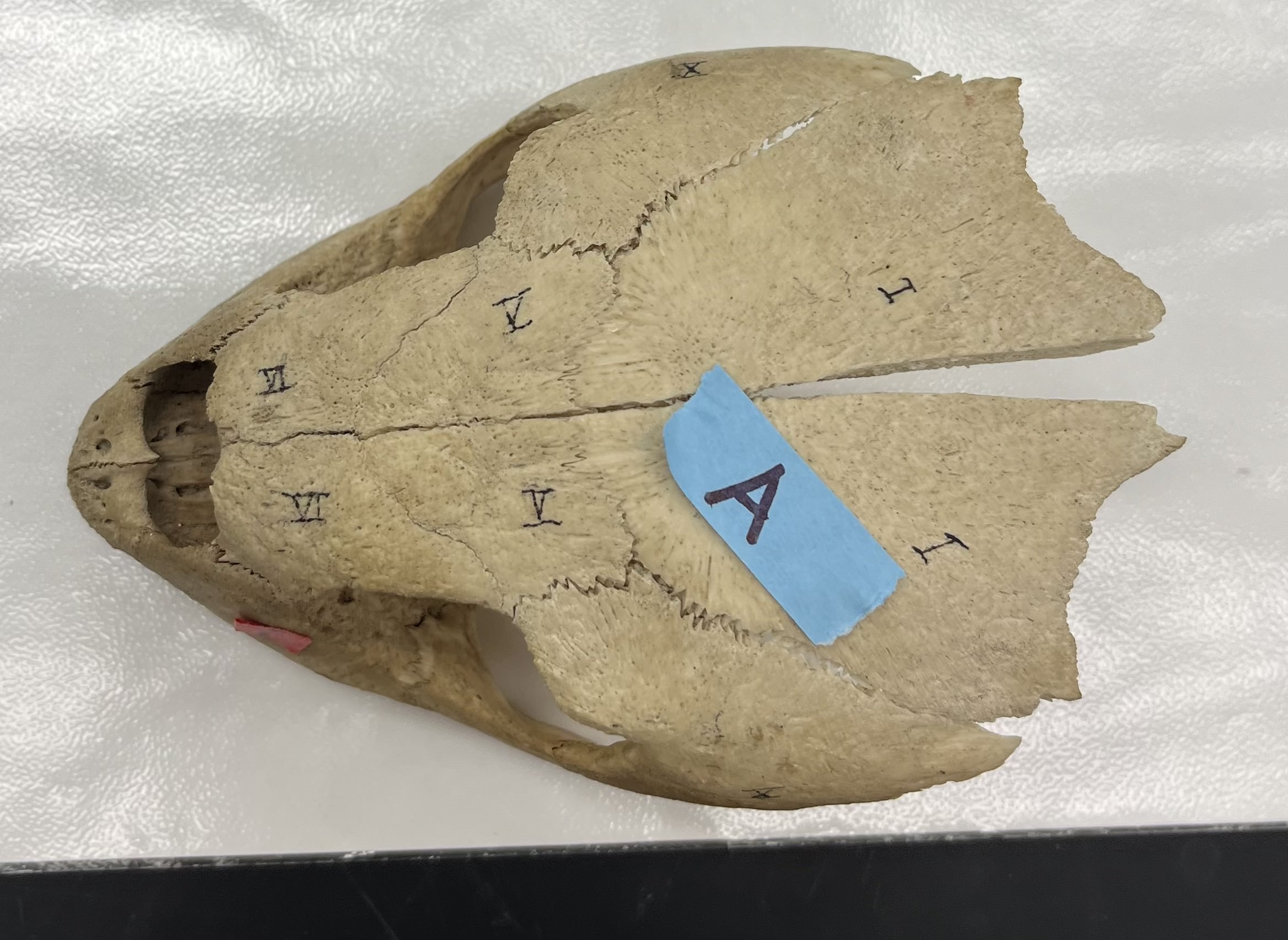 <ul><li><p>skull</p></li><li><p>smaller</p></li><li><p>single ridge down center back</p></li><li><p>larger scutes on carapace overlap</p></li></ul><p></p>