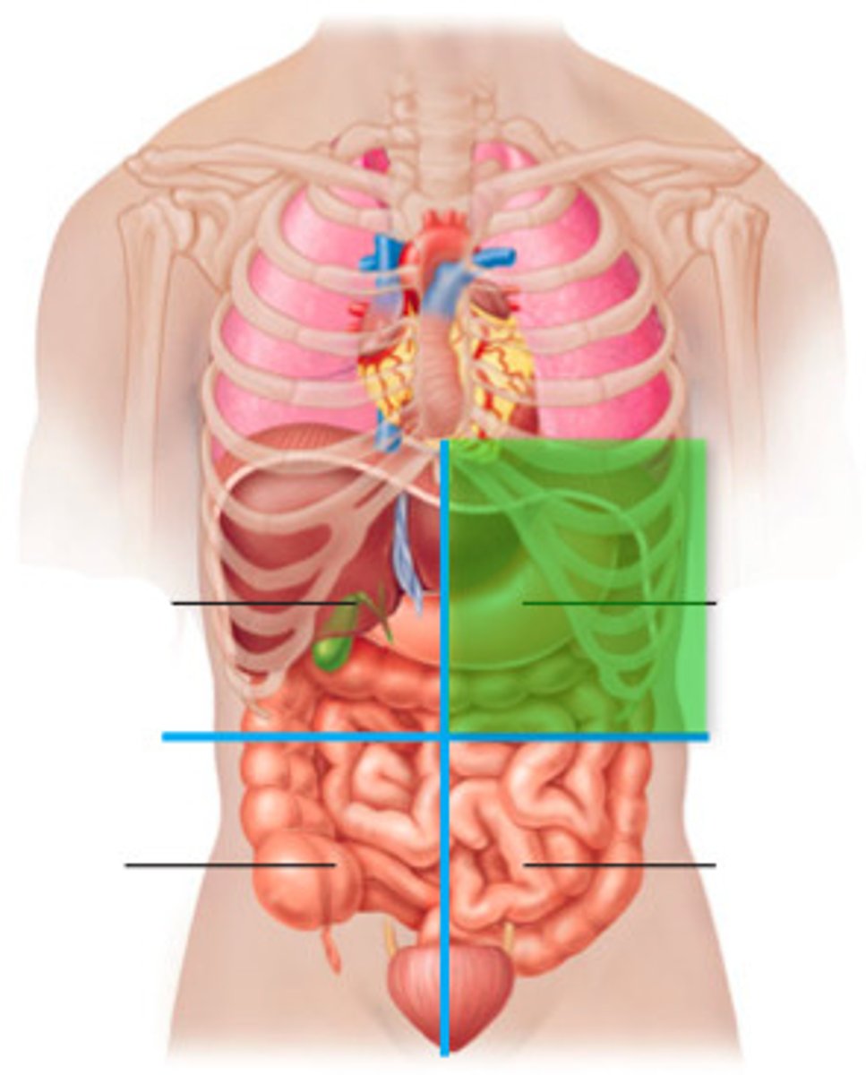<p>1. Which quadrant contains a majority of the stomach?</p>