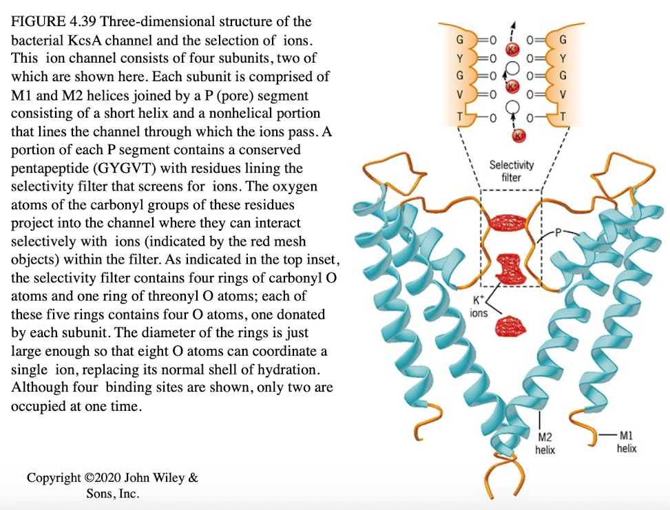 <ul><li><p>Composed of 4 subunits</p></li><li><p>Pore region (P-domain) containing GYGVT peptide</p></li><li><p>Pore size matches K+ ions precisely</p></li><li><p>Sodium ions too small to interact effectively</p></li></ul><p></p>