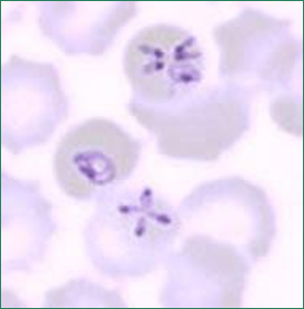 <p><u>Babesiosis</u> can be distinguish from malaria by formation of these, what are they?</p>