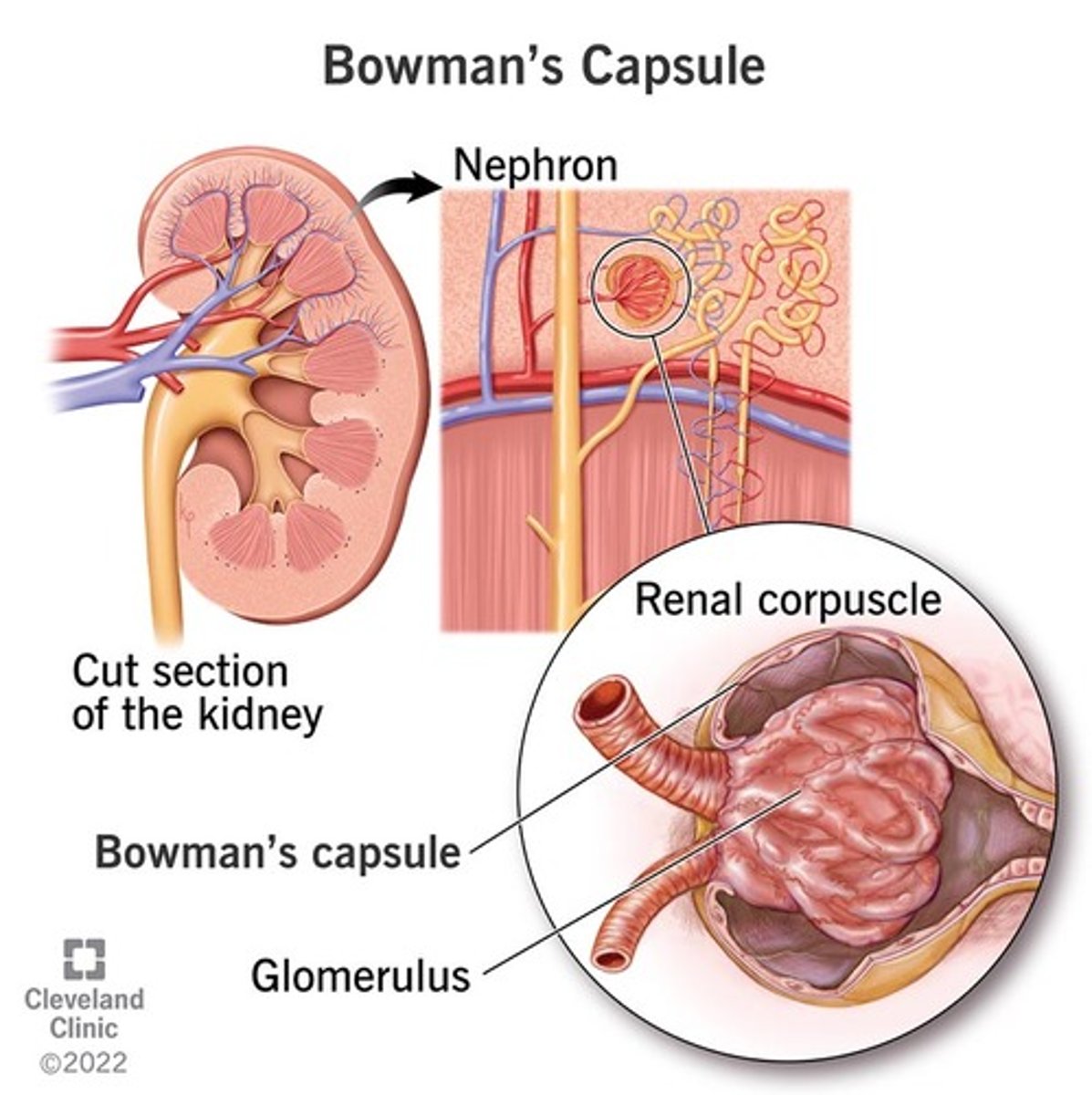 <p>Glomerulus</p><p>Bowman's (glomerular) capsule</p>