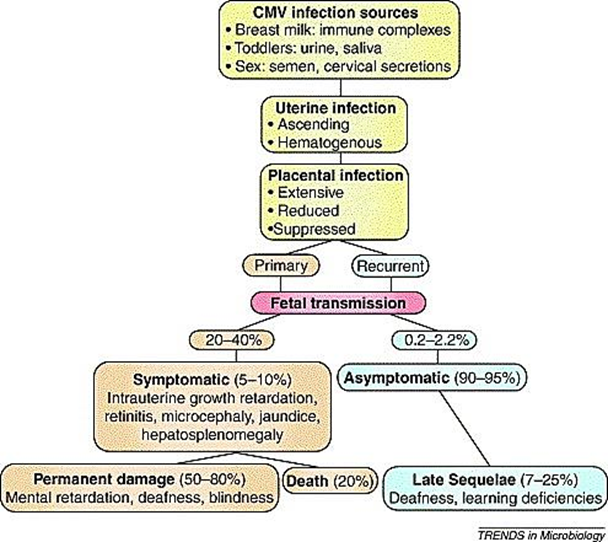 <p>How is<strong> congenital CMV </strong>transmitted to the baby?</p>