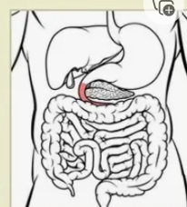 <p>The first part of your small intestine, right after the stomach; food mixes with digestive juices here.</p>
