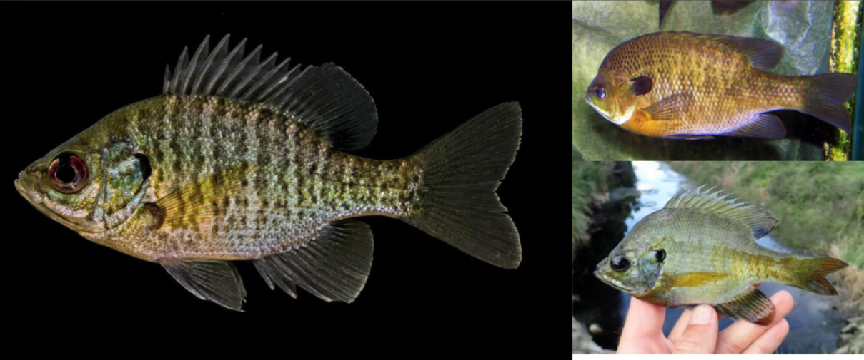 <p>bluegil</p><p>wide body</p><p>blueish green spots</p><p>juveniles can have stripes</p>