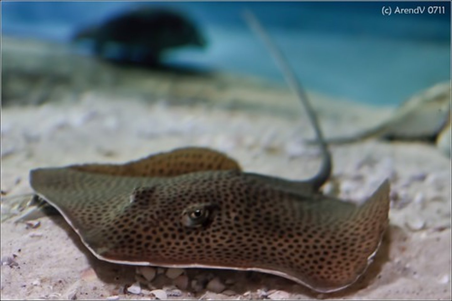 <p>bottom dwelling fish (ex rays and skates) who feed on organisms on the ocean floor</p><p>-think of shark lagoon at AOP and how shallow the tanks are</p><p>-nurse sharks rest on the floor</p>