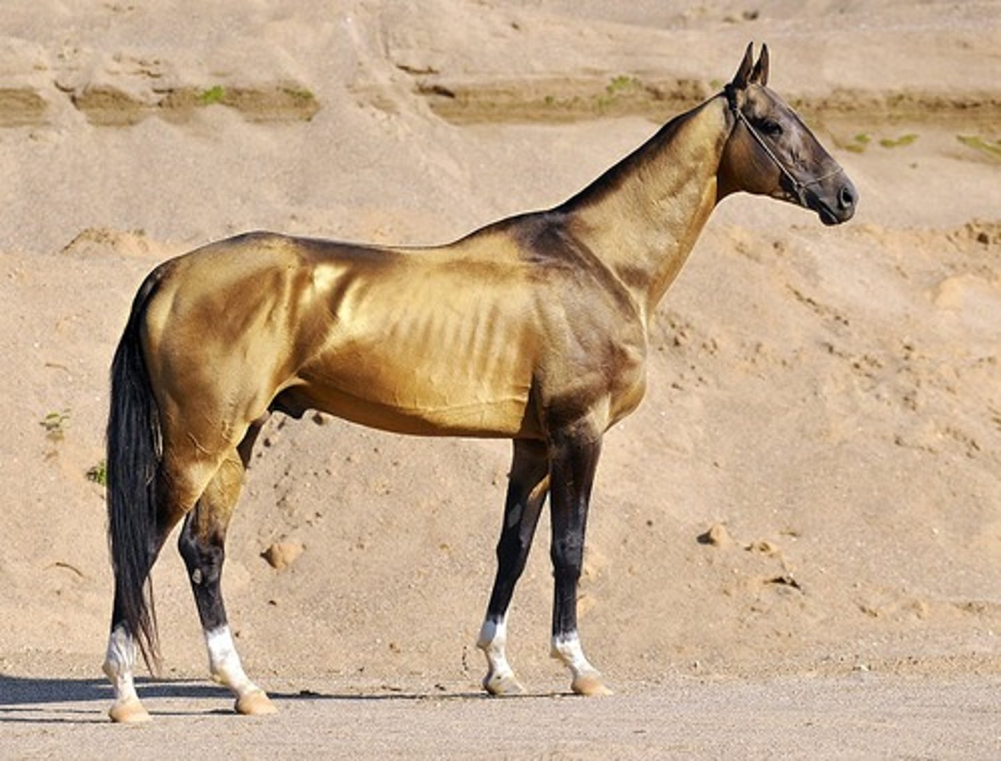 <p>this light horse has a light horse with short silky mane and short tail, and has superb natural gait</p>
