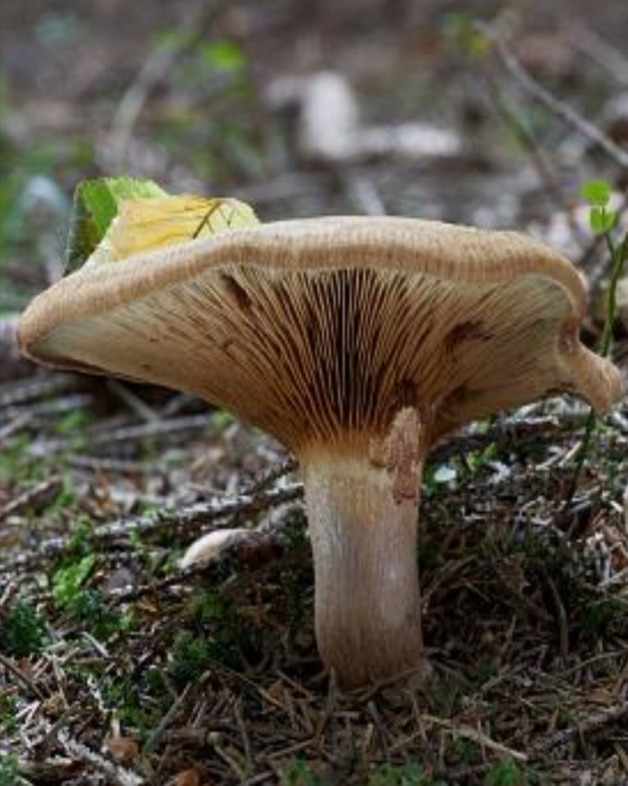 <p>Krowiak podwinięty - owocnik (Paxillus involutus)</p>