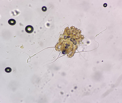 <p>identify (10x)</p>