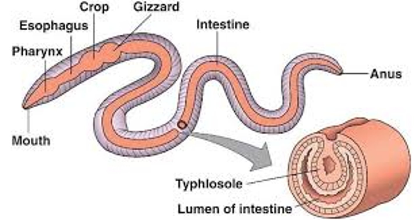 <p>intestine: absorbs nutrients</p>