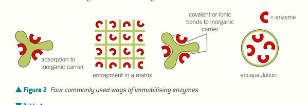 <ol><li><p>adsorption: stick enzymes to inorganic carriers, simple and cheap but enzymes easily lost</p></li><li><p>ionic or covalent bonding: bond to carriers using these bonds, strongly bound and very accessible to substrate, active site may be modified</p></li><li><p>entrapment in a matrix: widely applicable but active site is not easily available</p></li><li><p>membrane entrapment (encapsulation): simple but expensive</p></li></ol><p></p>