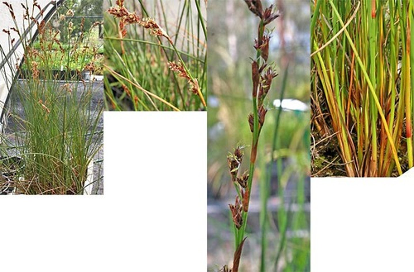 <p>Juncus effusus<br>Aquatic wildlife; insects<br>Native<br>Rush</p>