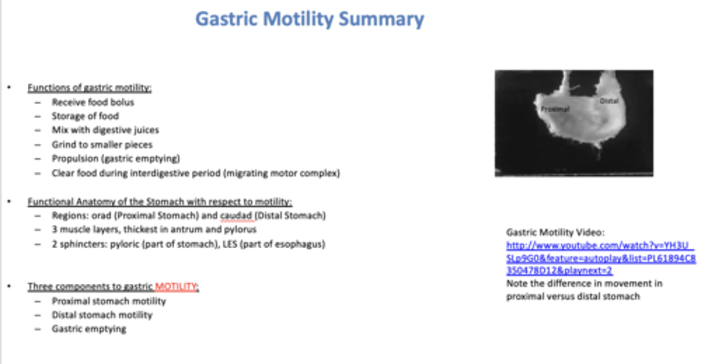 <p>- Receive food bolus</p><p>- Storage of food</p><p>- Mix with digestive juices</p><p>- Grind to smaller pieces</p><p>- Propulsion (gastric emptying)</p><p>- Clear food during interdigestive period (migrating motor complex)</p>