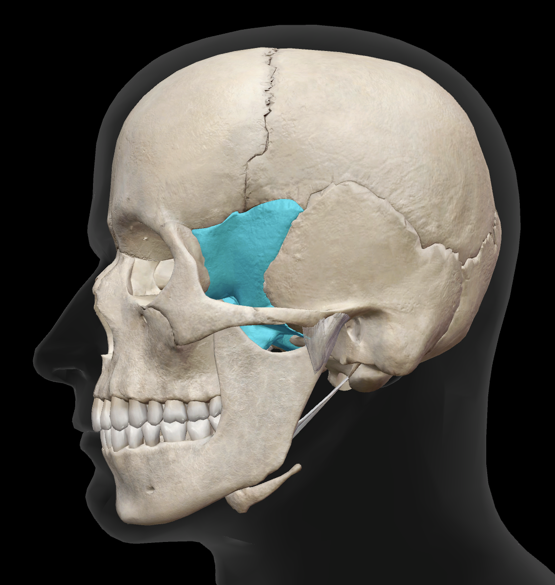 <p>What is the name of this bone?</p>