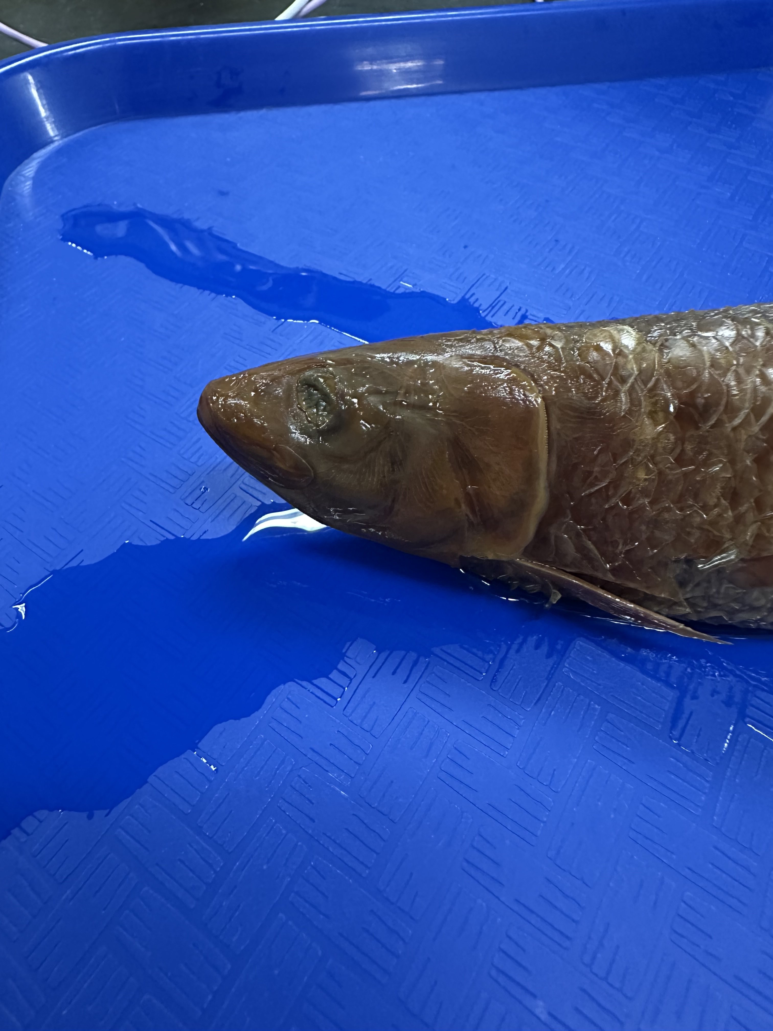 <p>Clupeidae (herrings) </p>