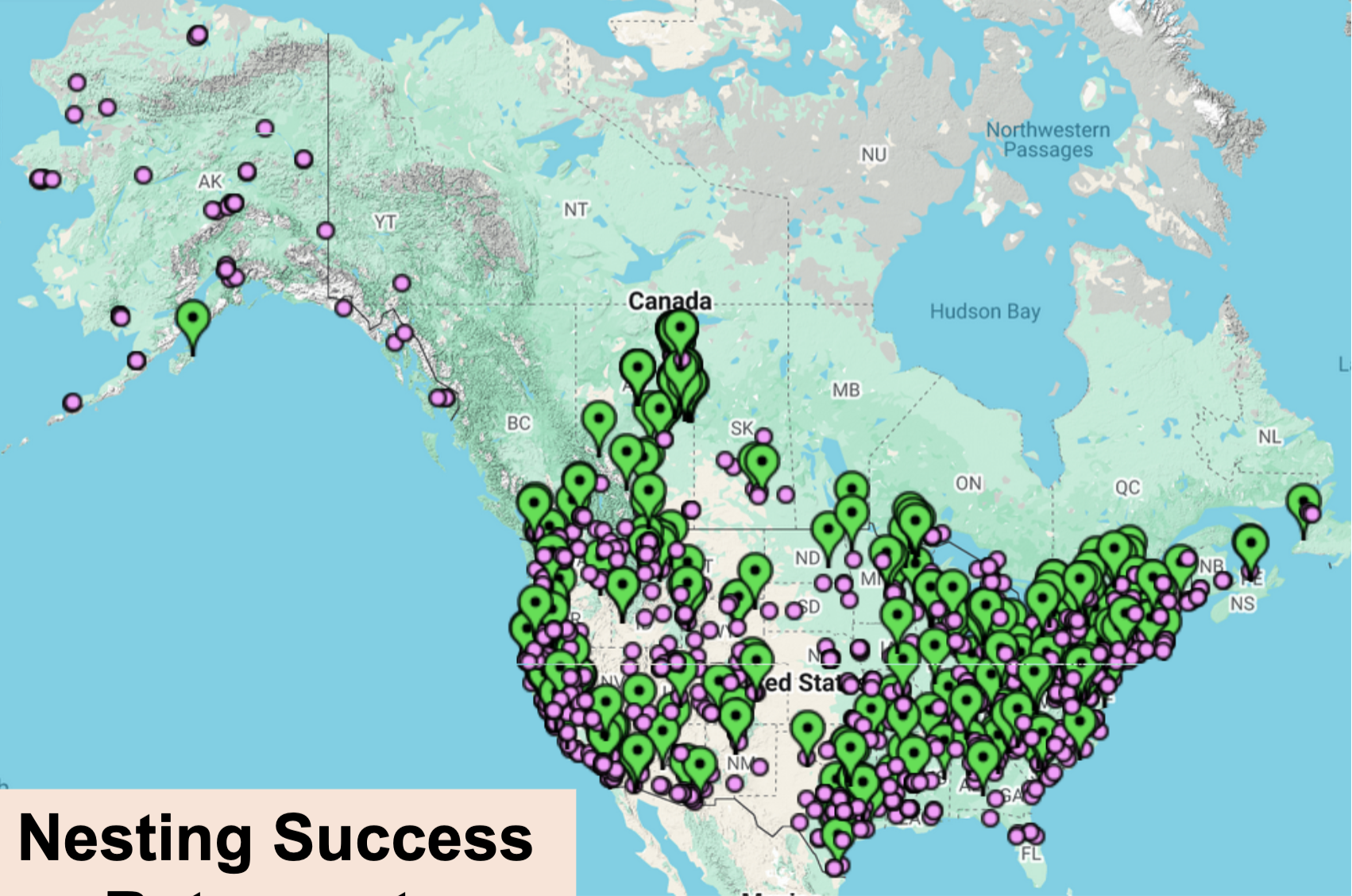 <p>Started in 1989, 1200 stations across US and Canada. Happens over nesting seasons to band and recapture breeding species. <strong>Helps determine nesting success and return rate.</strong></p>