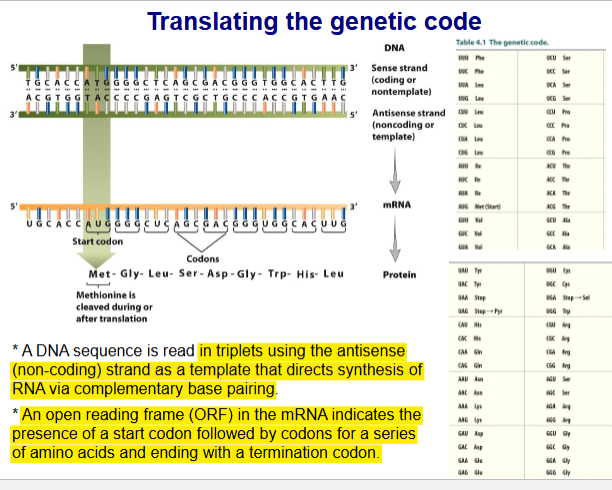 <ul><li><p>DNA seq read in triplets using antisense (non-coding) strand as a templet that directs synthesis of RNA via complementary base pairing</p></li><li><p>ORF (open reading frame) in mRNA indicates presence of start codon followed by codons for a series of AA and ending with termination codon</p></li></ul><p></p>