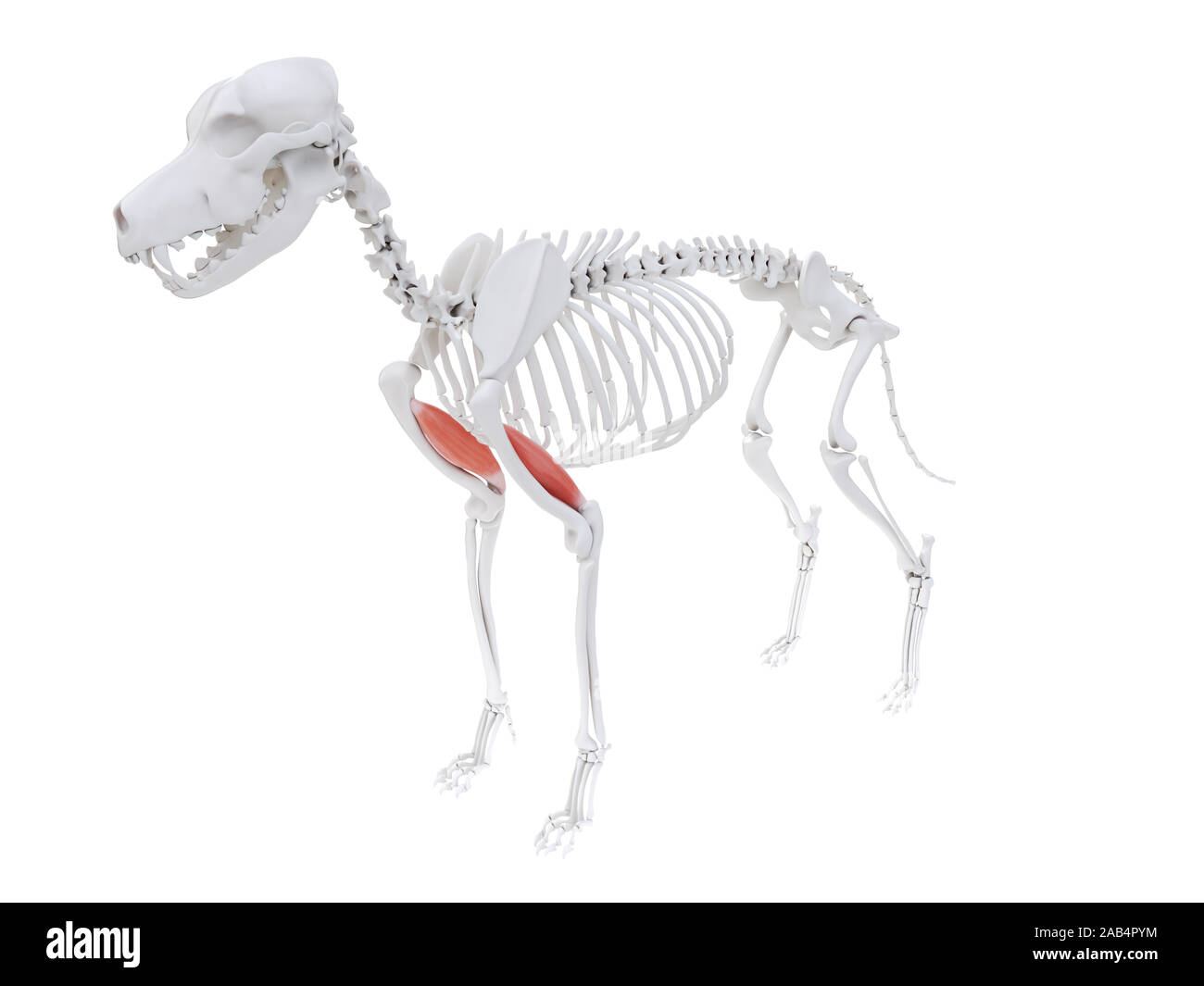 <p>when contracting, the shoulder flexes and the elbow extends</p>