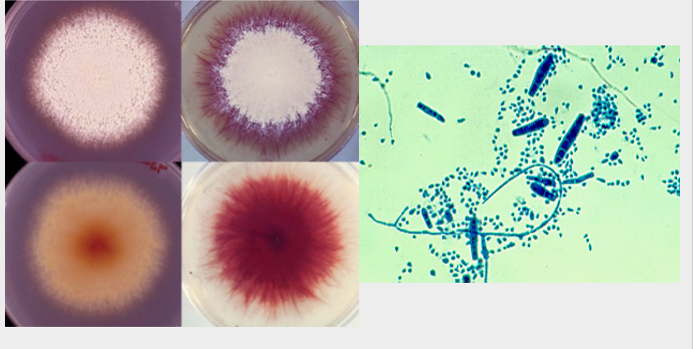 <p>what is this?</p>