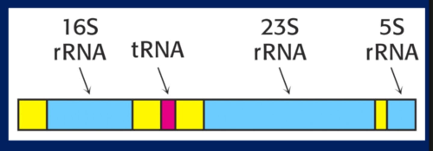 <p>Structure of a primary transcript of ribosomal and transfer RNAs</p>