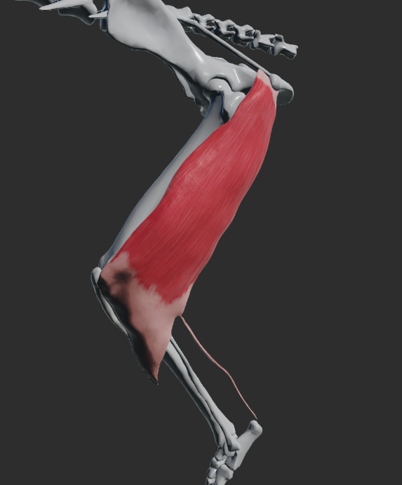 <p>dvě hlavy: caput vertebrale , caput pelvinum </p><p>Caput vertebrale u Ca:</p><p>odstup:ligamentum sacrotuberale a tuber ischiadicum </p><p>Caput pelvinum:</p><p>odstup: tuber ischiadicum</p><p>hlavy splynou a dělí se na dvě úponové ramena – kraniální a kaudální</p><p>úpon kraniální: patela, ligamentum patellae laterale </p><p>úpon kaudální: margo cranialis tibiae, tuber calcanei</p><p>fce:</p><p>extenze v articulatio coxae</p><p>flexe v articulatio genus </p><p>extenze v articulationes tarsi</p><p>Fe: Sval má dvě odstupové hlavy, které odstupují z tuber ischiadicum. Upíná se na patellu, do ligamentum patellae a na tuberositas tibiae. Podél fascia cruris dosáhne až na tuber calcanei.</p>