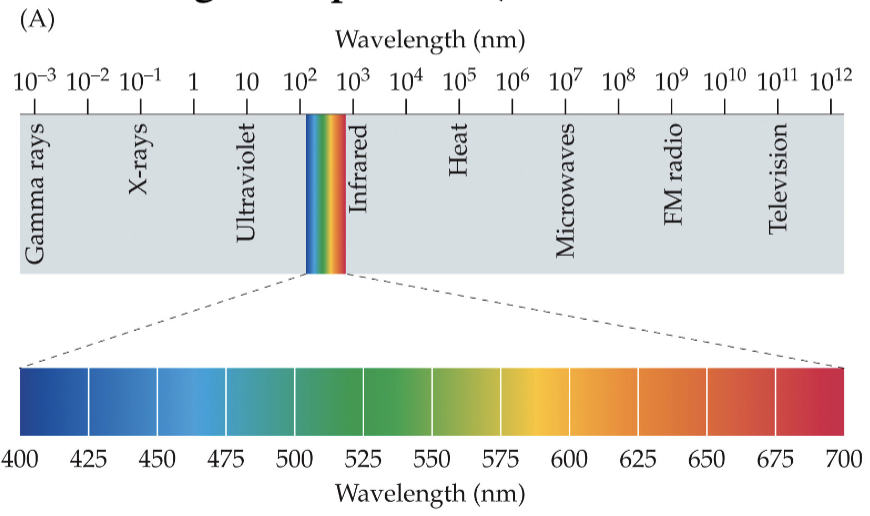 <p>a wave/stream of photons/tiny particles (when wave gets absorbed by retina) that each consist of one quantum energy</p><ul><li><p>what we can see = electromagnetic spectrum</p></li></ul><p></p>