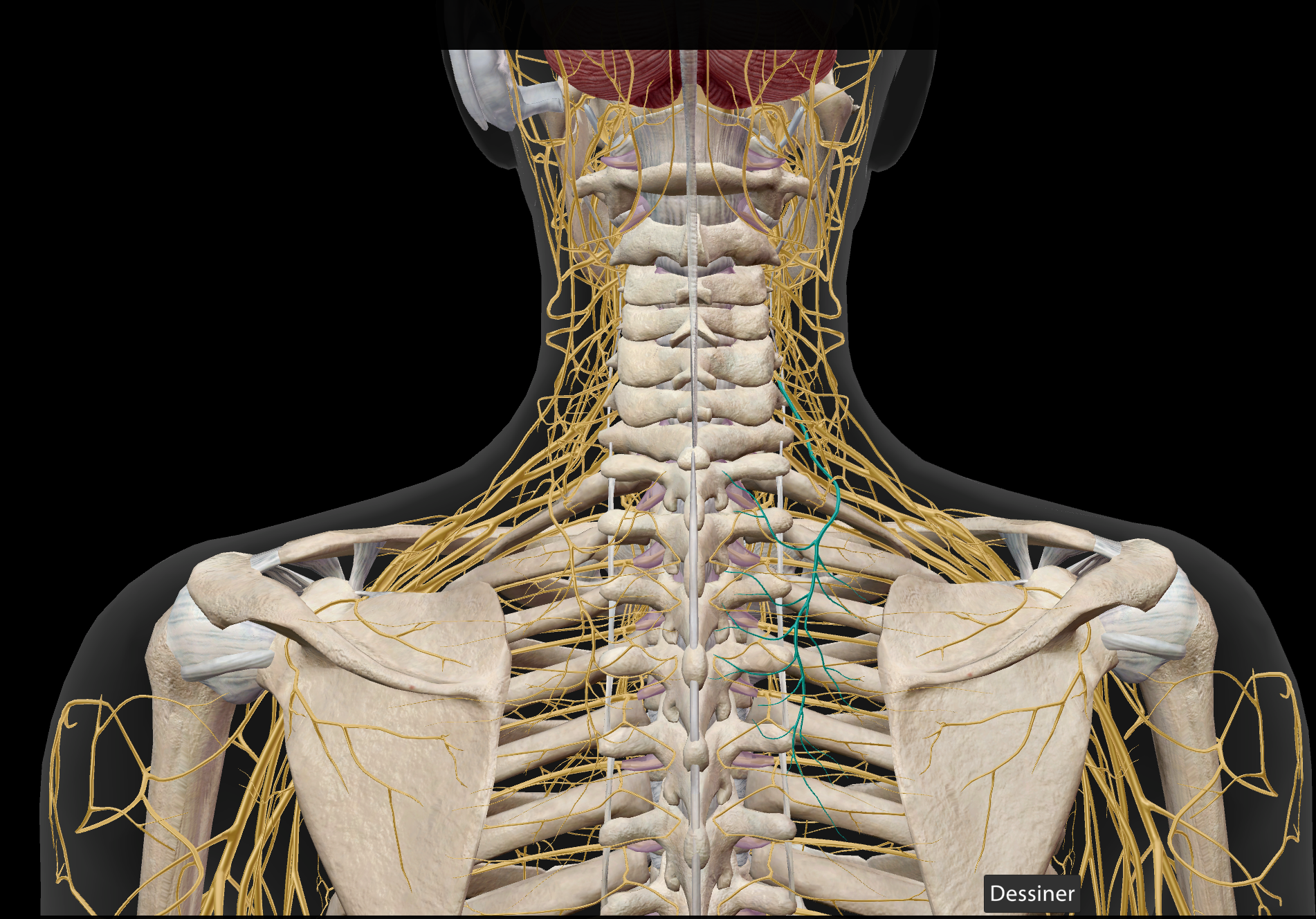 <p>M. levator scapulae / M rhomboideus major / M. rhomboideus minor</p>