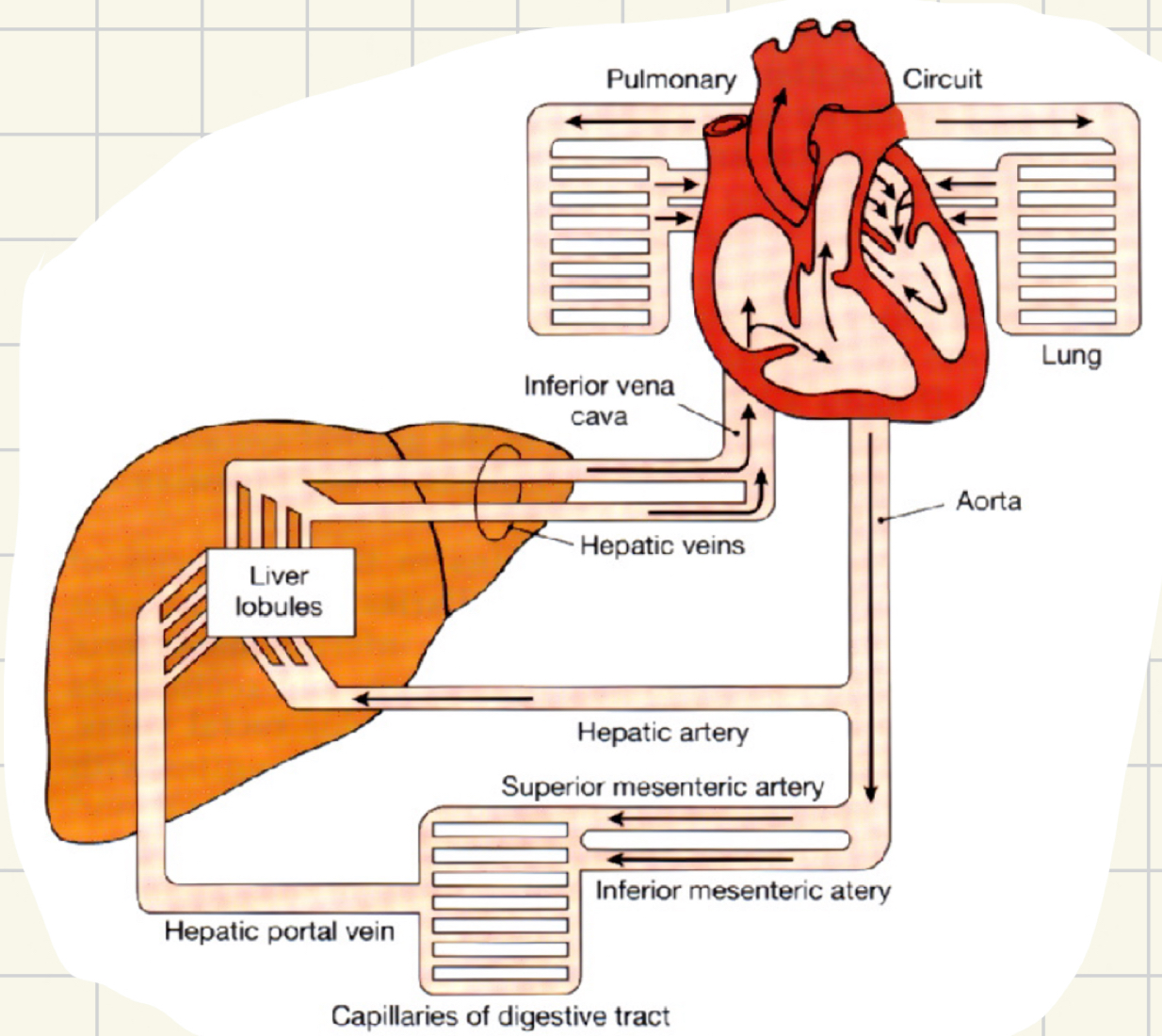 <ul><li><p>takes contents of the intestines to the liver to filter → systemic circulation</p><ul><li><p>proteins, fats, alcohol, toxins</p></li></ul></li><li><p><mark data-color="yellow">one way the liver FILTERS blood</mark></p></li></ul>