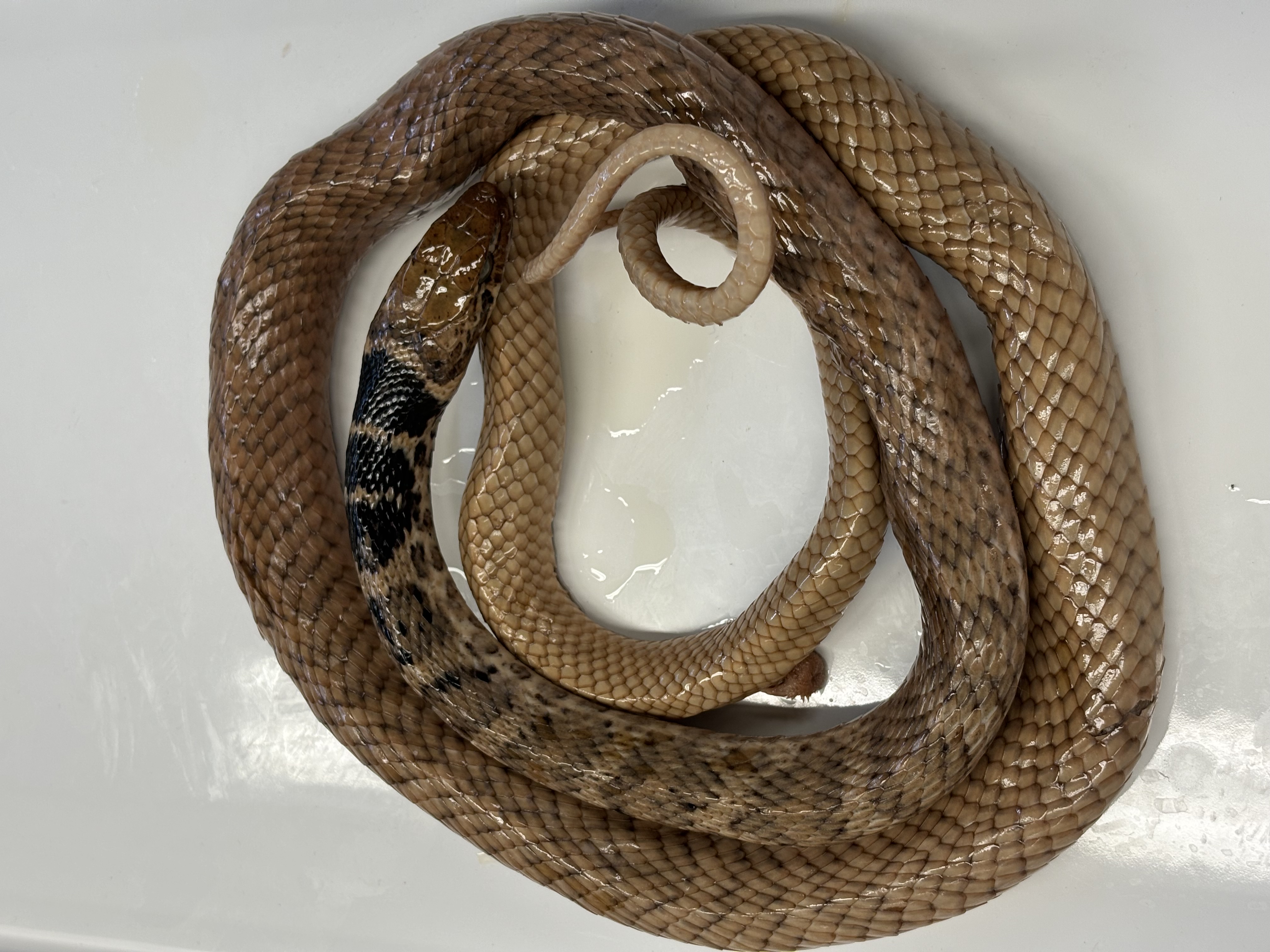 <p>Masticophis flagellum</p>
