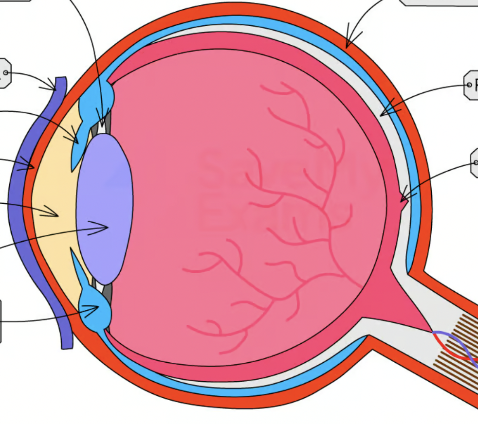 <p>label the eye diagram</p>