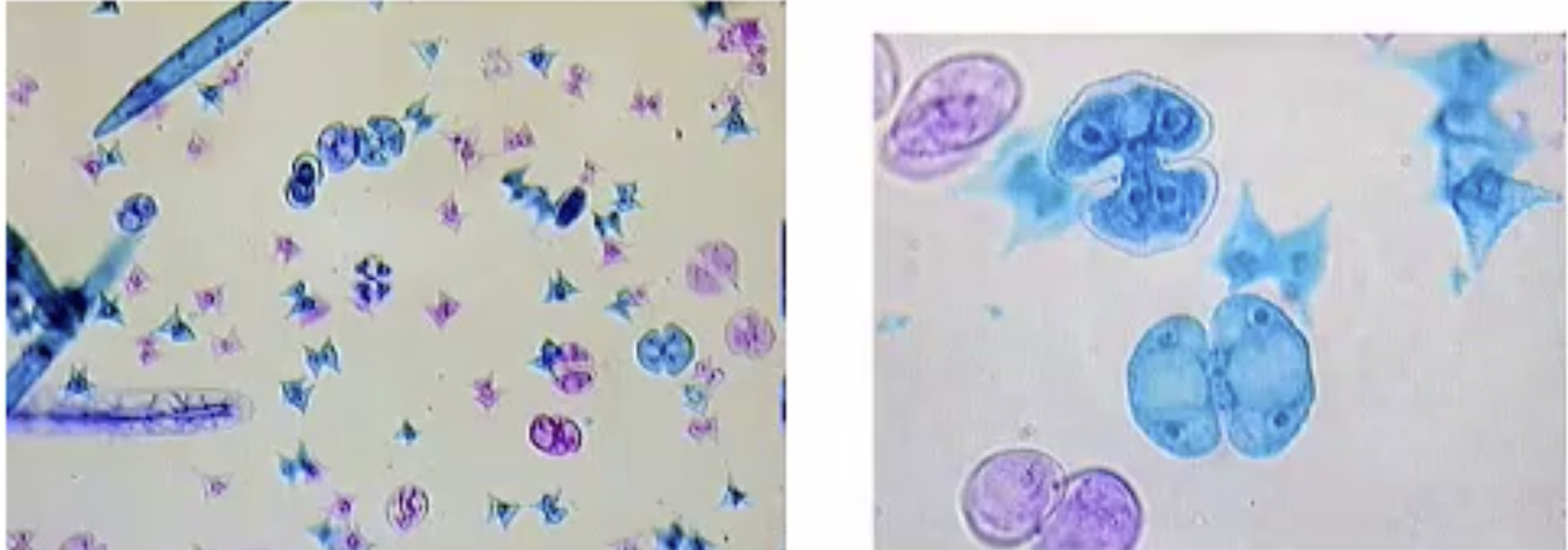 <p>In phylum Chlorophyta, cell walls are made of _____ and ______.</p>