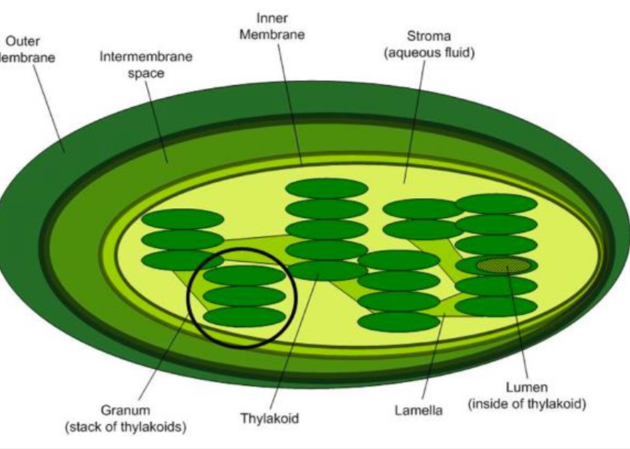 <p><span>•The site of photosynthesis.</span></p><p><span>•Contain </span><span style="color: rgb(255, 108, 45)">chlorophyll</span><span> which is the green pigment required for photosynthesis.</span></p><p><span>•</span><span style="color: rgb(255, 108, 45)">Double</span><span> membrane bound capsule like organelle.</span></p><p><span>•Inner membrane folded into </span><span style="color: rgb(255, 108, 45)">thylakoids</span><span> which are stacked up to form a </span><span style="color: rgb(255, 108, 45)">granum.</span></p><p><span>•This provides a </span><span style="color: rgb(255, 108, 45)">large surface area </span><span>for chemical reactions to occur.</span></p><p><span>These are linked by</span><span style="color: rgb(255, 108, 45)"> lamella </span><span>and all surrounded by a liquid called the </span><span style="color: rgb(255, 108, 45)">stroma.</span></p>