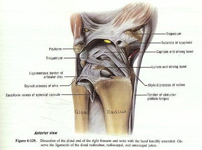 Distal Radioulnar Joint