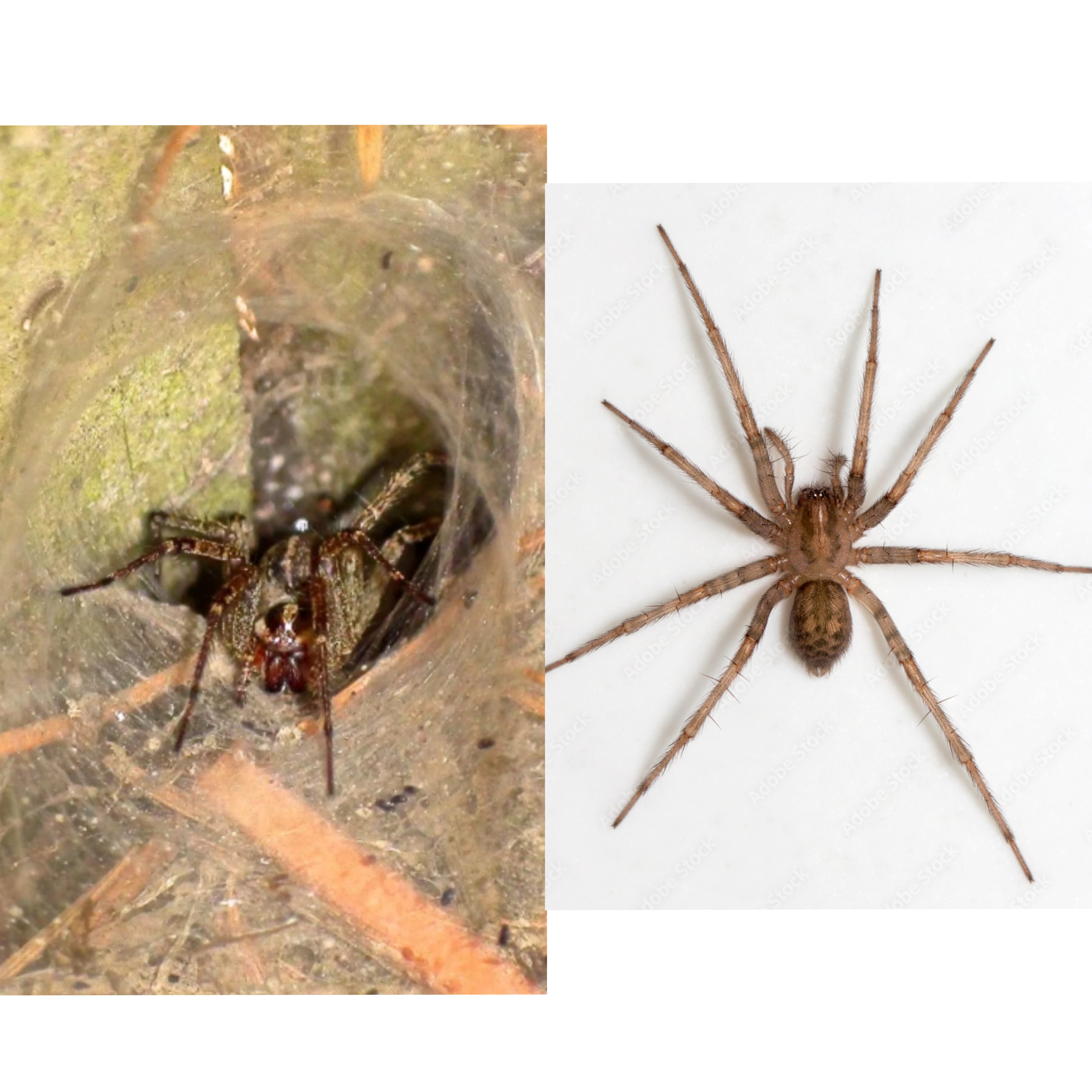 <p>Kmeň: Arthropoda</p><p>Amandibulata</p><p>Podkmeň: Chelicerata</p><p>Trieda: Arachnida</p><p>Rad: Araneae</p>