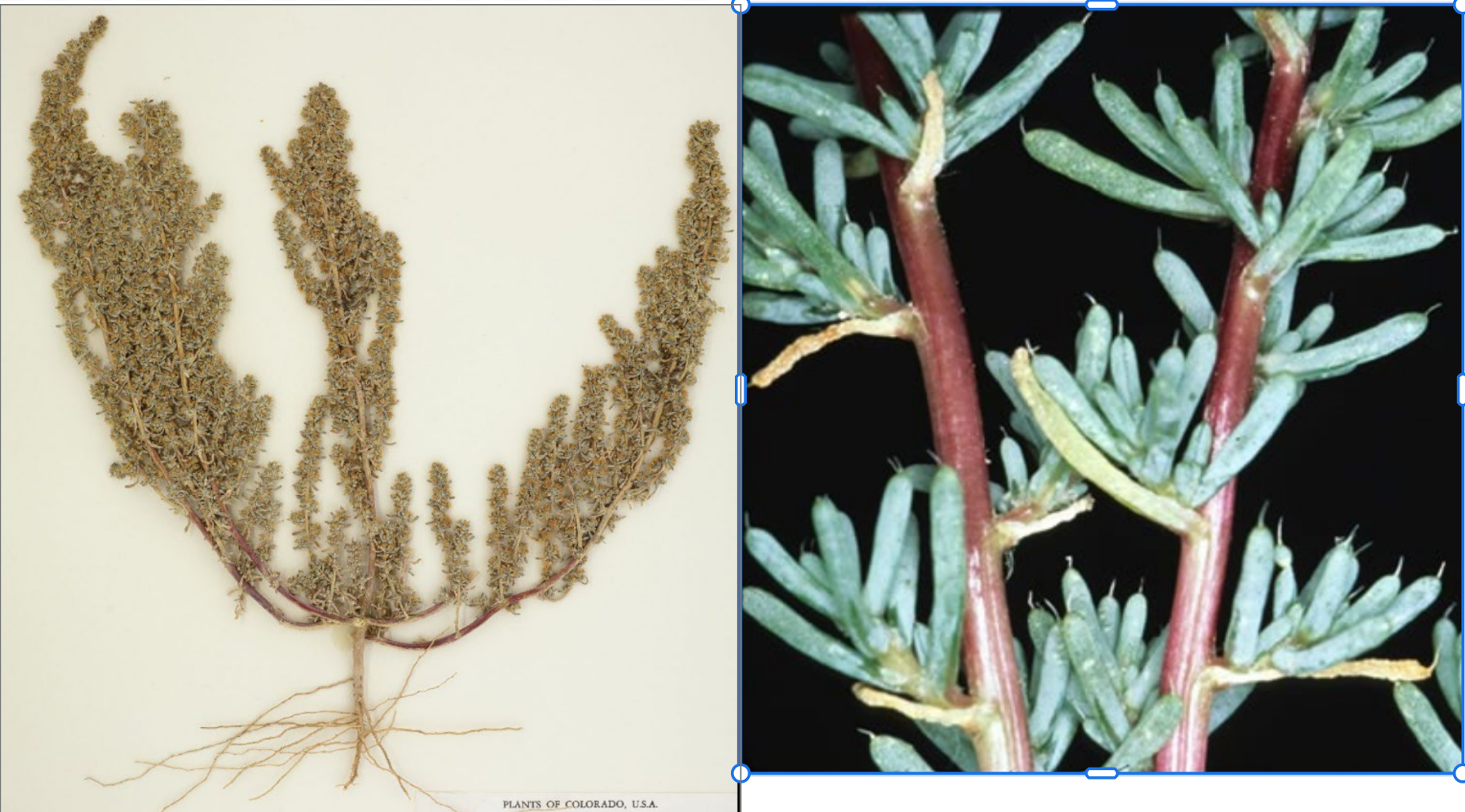 <p>Pitchfork branching from base. Succulent leaf with curved spine</p><p>(Red bark)</p>