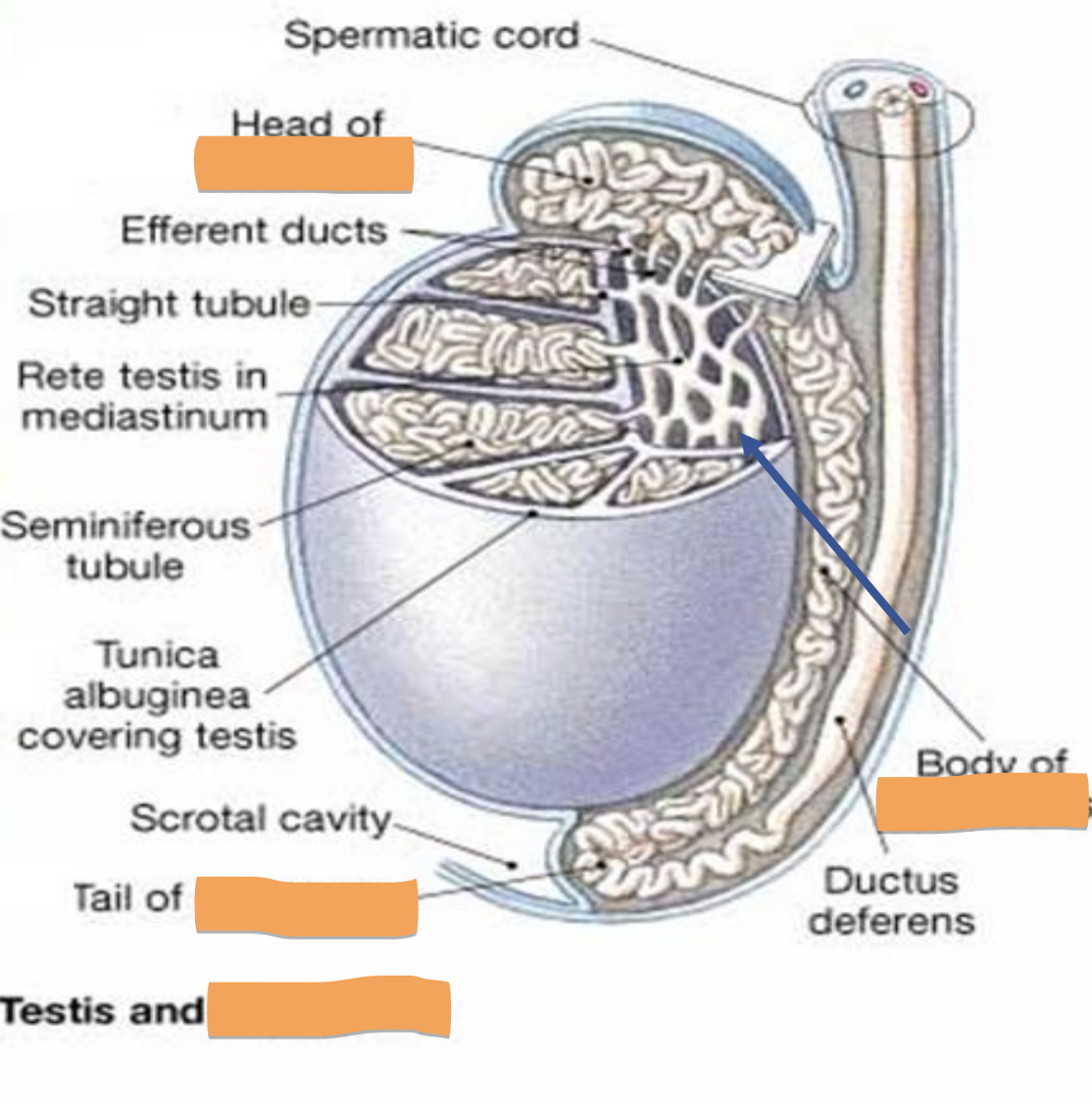 <p>location</p><ul><li><p>attached to the posterior surface of the testes</p></li></ul><p>structure</p><ul><li><p>a. coiled tube (17 feet long)</p></li><li><p>b. contains millions of sperm in their final stage of development</p></li></ul><p>function</p><ul><li><p>stores sperm</p></li><li><p>transports sperm from testes to the ductus deferens</p></li></ul><p></p>