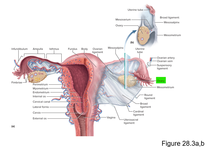 <p>Female gonads that produce egg cells and sex hormones </p>