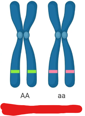 <p>Genotype where the alleles given by the mother and father are the same.</p>