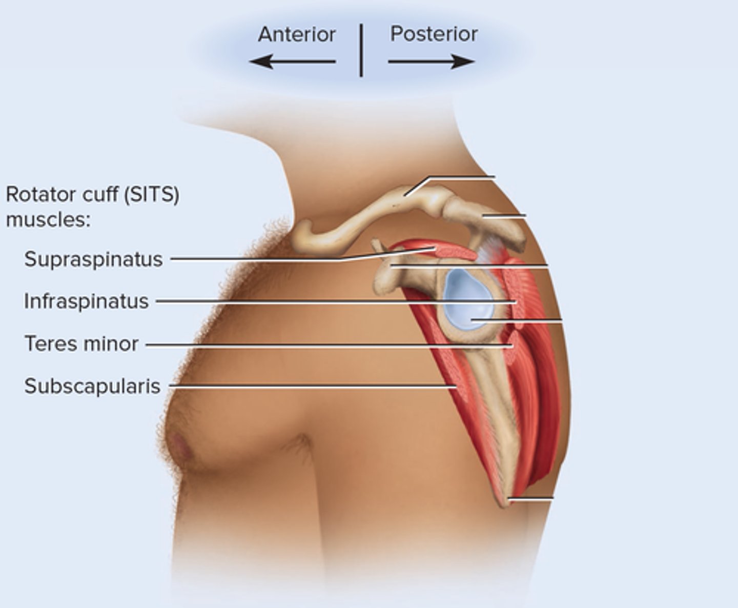 <p>Supraspinatus, infraspinatus, teres minor, subscapularis</p>