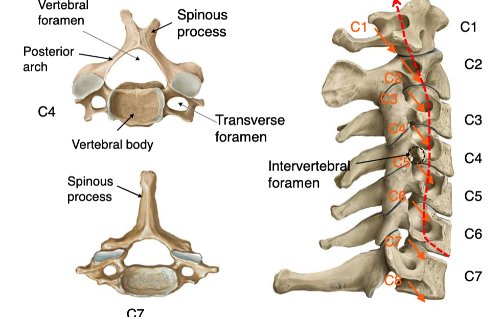<p>transverse foramen</p>