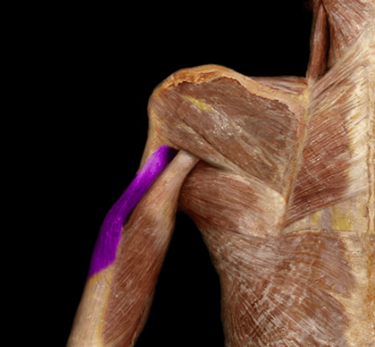 <p>Action: Extension of the forearm at the humeroulnar j.</p><p>P: posteriorly of the humerus b. proximal radial groove</p><p>D: olecranon of the ulna b.</p>