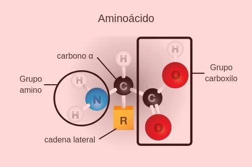 <p>Aminoácido</p>