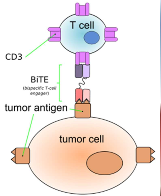 <p>binds to the T cell and tumor cell and acts on both aka “bispecific”</p><p></p>