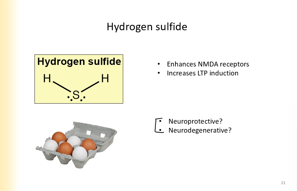 <ul><li><p>enhances NMDA receptors</p></li><li><p>increases LTP induction</p><ul><li><p>dont know if it is neuroprotective or degenerative yet </p></li></ul></li></ul>