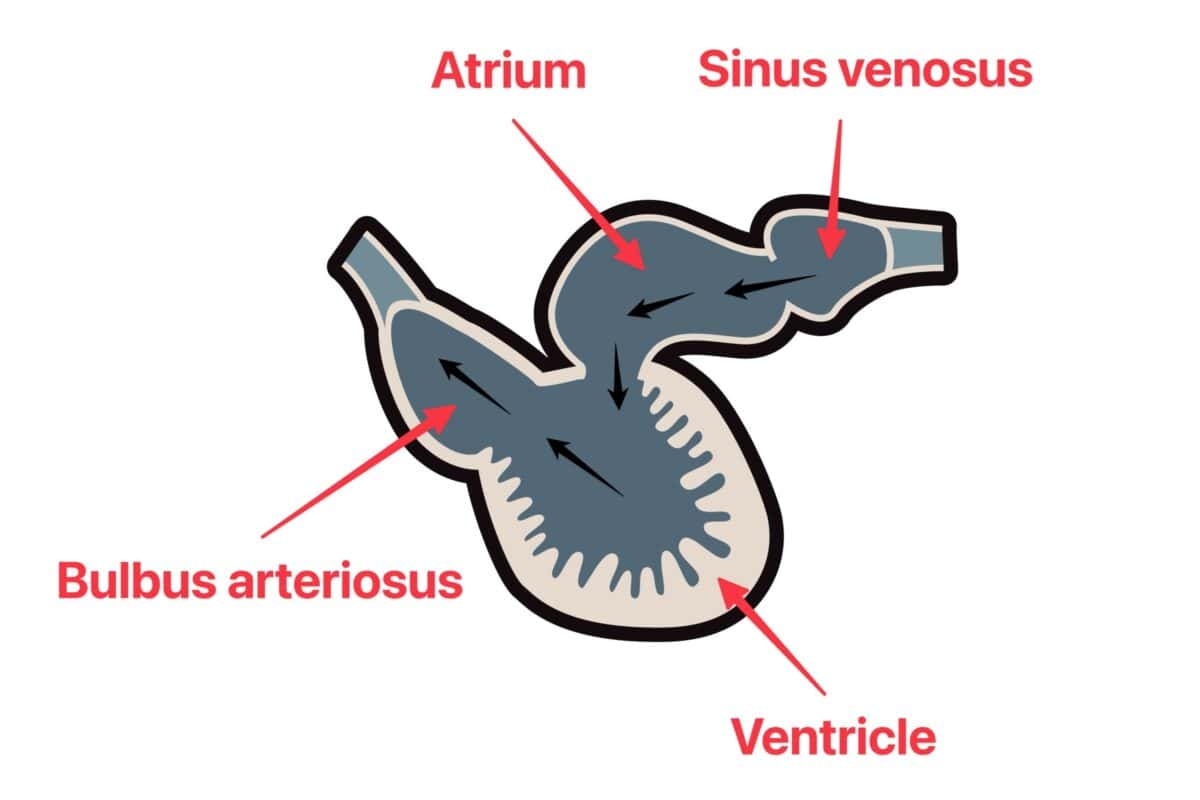 <p>since bony fishes have a shorter conus arteriosus, they compensate with a muscular <strong>Bulbus Arteriosus</strong></p>