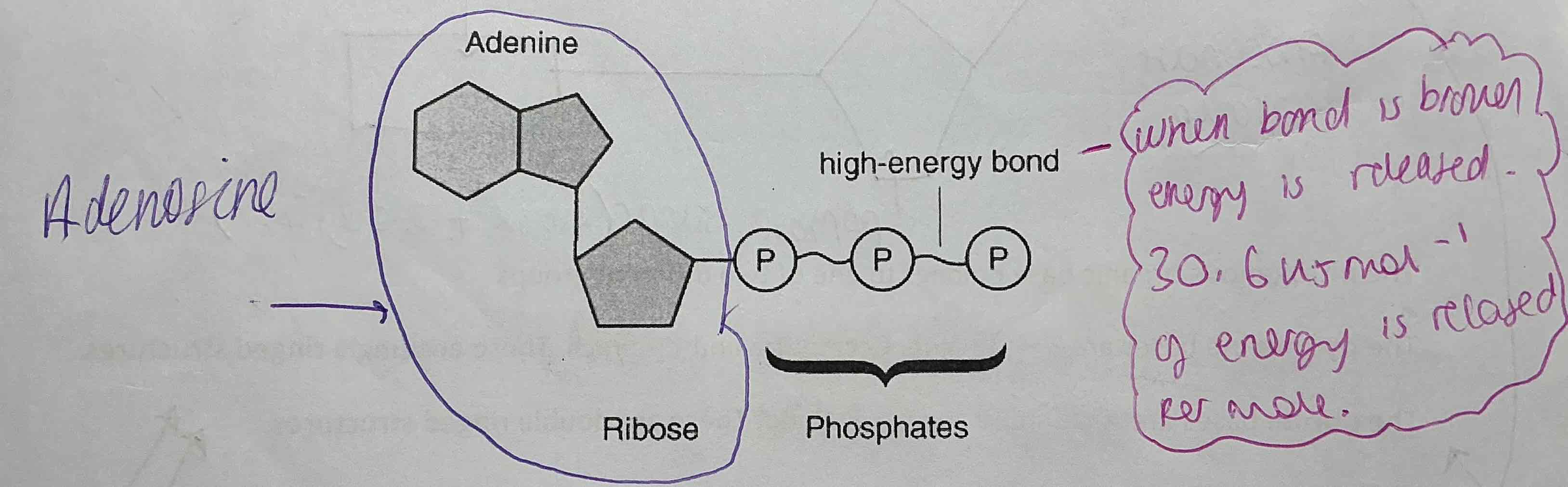 knowt flashcard image