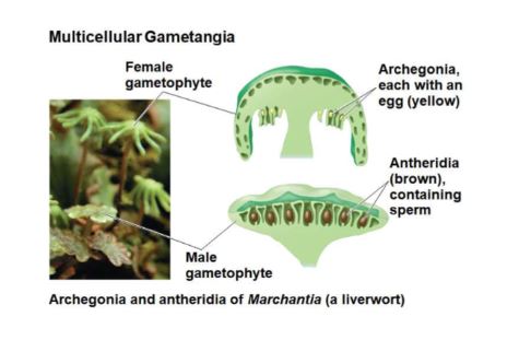 Gametes are produced within gametangia, females are archegonia which produce a single non-motile egg, male gametangia are called antheridia and produce/release sperm

\
Eggs are fertilized in a Archegonium
